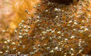 I Do Underwater Photography And It's Not Easy