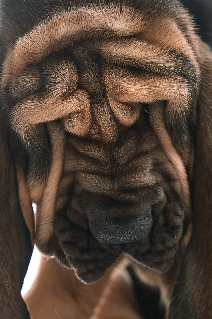 We Explore The Uniqueness Of Different Dog Breeds And Their Beautiful Personalities (17 New Pics)