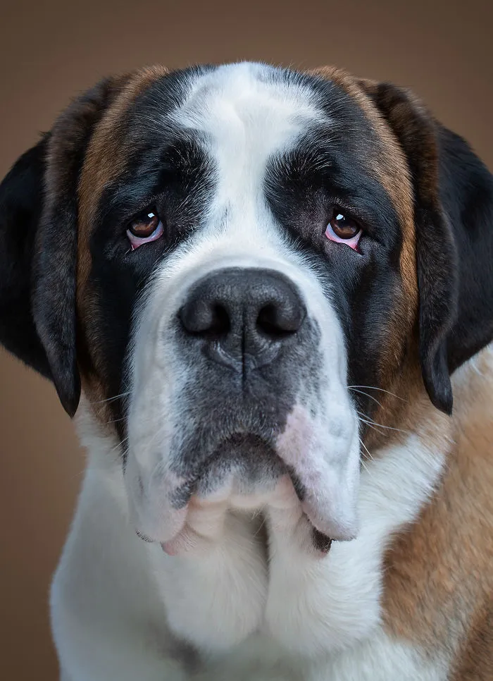 We Explore The Uniqueness Of Different Dog Breeds And Their Beautiful Personalities (17 New Pics)