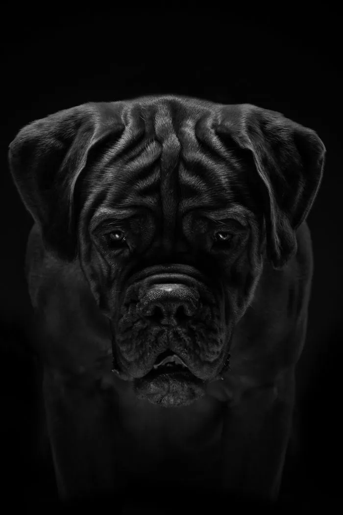 We Explore The Uniqueness Of Different Dog Breeds And Their Beautiful Personalities (17 New Pics)