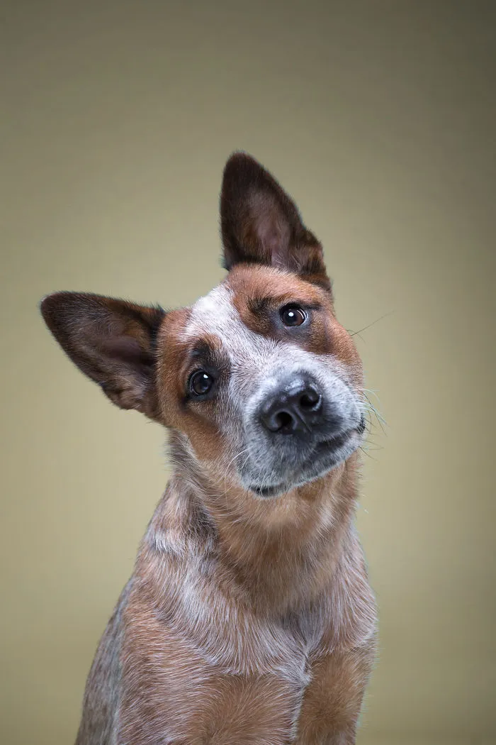 We Explore The Uniqueness Of Different Dog Breeds And Their Beautiful Personalities (17 New Pics)