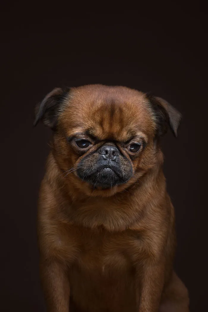 We Explore The Uniqueness Of Different Dog Breeds And Their Beautiful Personalities (17 New Pics)