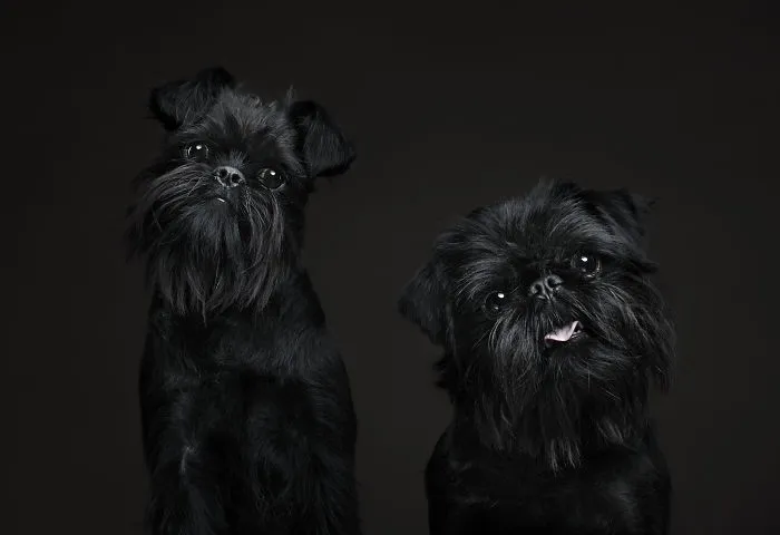 We Explore The Uniqueness Of Different Dog Breeds And Their Beautiful Personalities (17 New Pics)