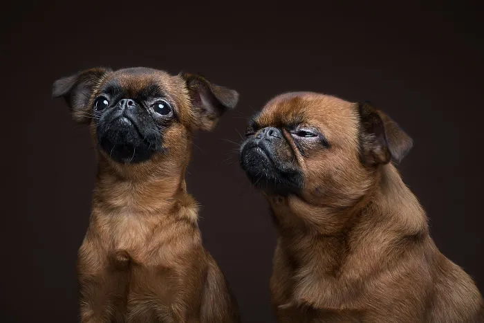 We Explore The Uniqueness Of Different Dog Breeds And Their Beautiful Personalities (17 New Pics)
