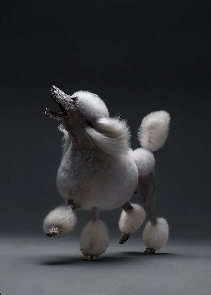 We Explore The Uniqueness Of Different Dog Breeds And Their Beautiful Personalities (17 New Pics)
