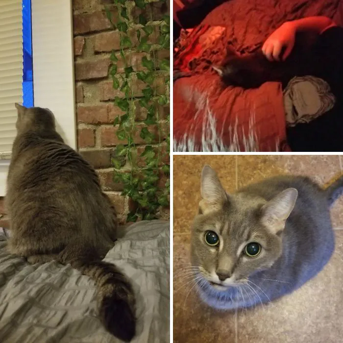 I Adopted A Senior Cat. He's 11 Years Old And 19 Lbs. The Shelter Told Me He Is Skittish And It Would Be A Slow Intro. His Last Family Returned Him After 6 Months. He Is My Shadow- Woke Up At 4am To All 19 Lbs Sleeping On My Chest, Face An Inch Away From Mine. Goose Was Always Meant To Be Mine