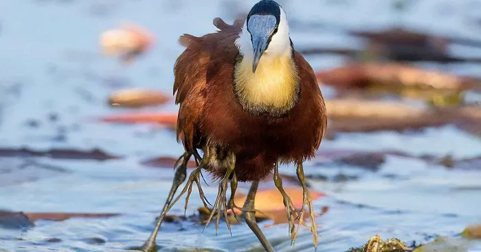 Protective Father Birds Hides His Chicks From Danger In Adorable Photos