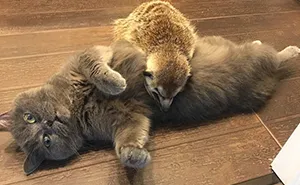A Meerkat And A Cat Became BFFs On Day One, And Together They Conquered The Hearts Of People On Instagram