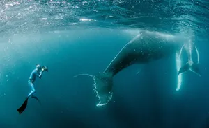 Our 13 Pics Of Humpback Whales Playing With Us In The Ocean