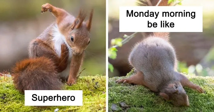 I've Been Capturing Squirrels And Coming Up With Funny Titles To Make People Smile