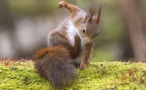 I've Been Capturing Squirrels And Coming Up With Funny Titles To Make People Smile