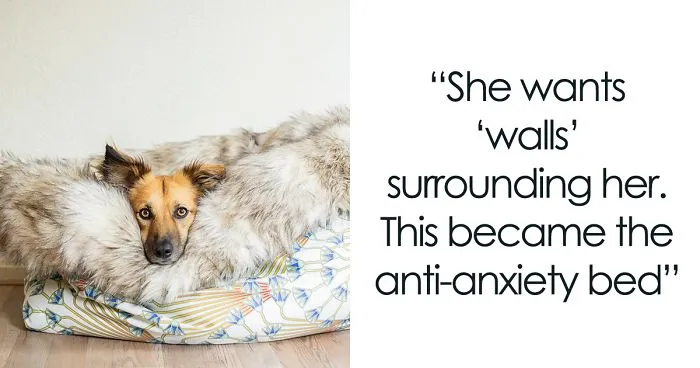 I Designed A 'Fortress' For My Dog Adopted From A Kill Shelter That Helps Dealing With Her Anxiety