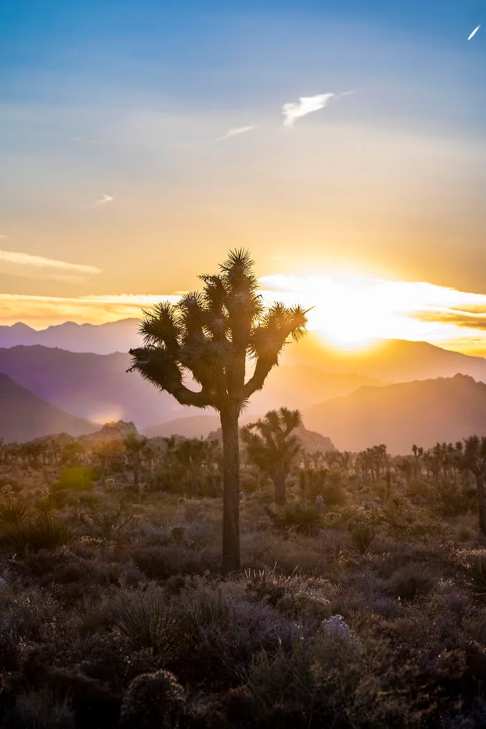 A Joshua Tree At Sunset