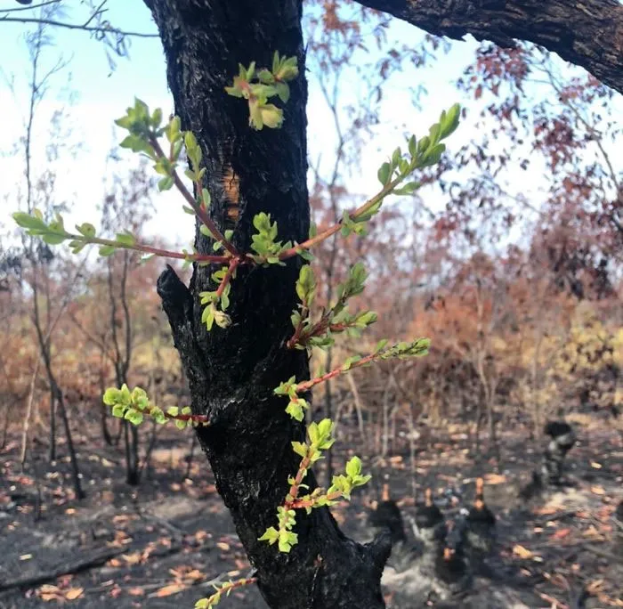 Life Is Slowly Returning To Scorched Australian Lands And Here Are 30 Hopeful Photos