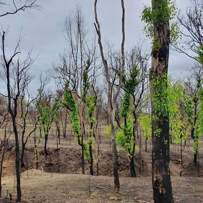 Life Is Slowly Returning To Scorched Australian Lands And Here Are 30 Hopeful Photos