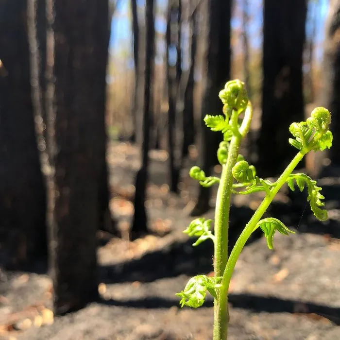 Life Is Slowly Returning To Scorched Australian Lands And Here Are 30 Hopeful Photos