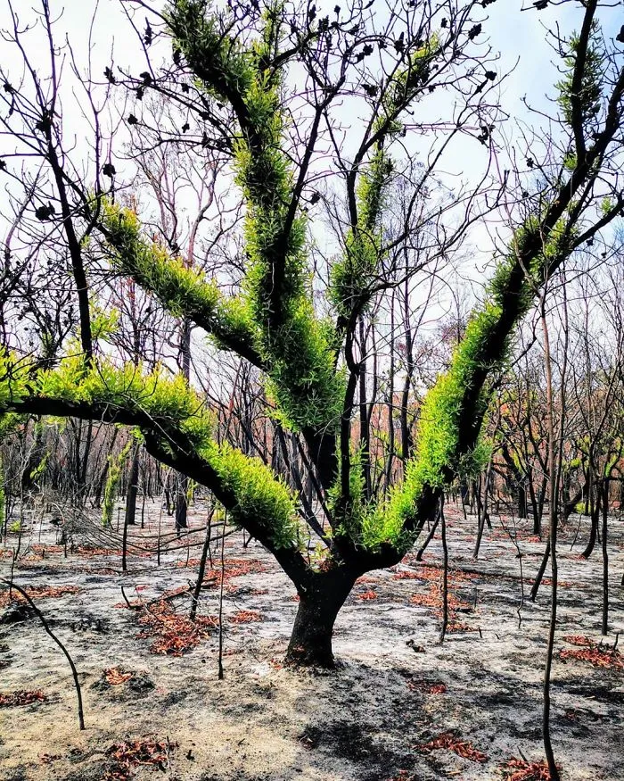 Life Is Slowly Returning To Scorched Australian Lands And Here Are 30 Hopeful Photos