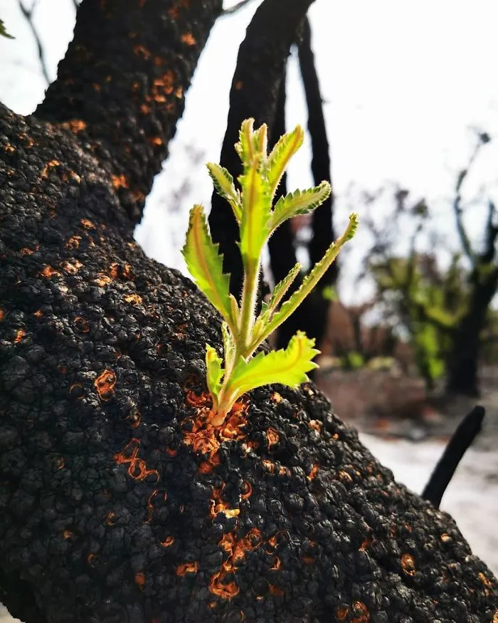 Life Is Slowly Returning To Scorched Australian Lands And Here Are 30 Hopeful Photos