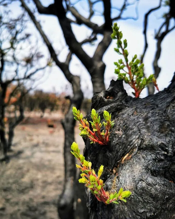 Life Is Slowly Returning To Scorched Australian Lands And Here Are 30 Hopeful Photos
