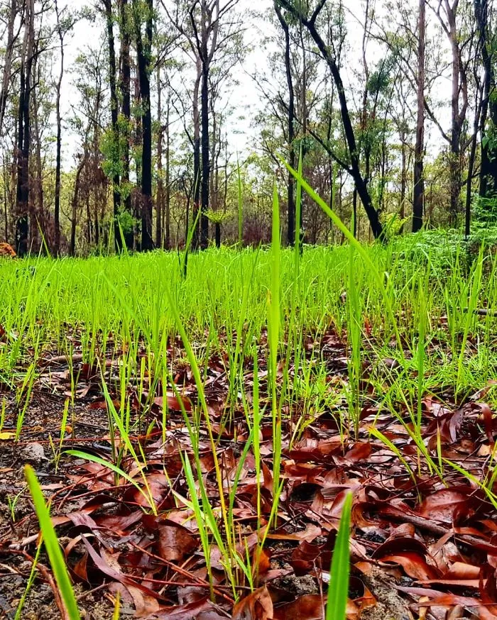 Life Is Slowly Returning To Scorched Australian Lands And Here Are 30 Hopeful Photos