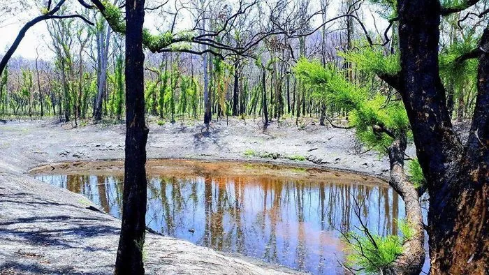 Life Is Slowly Returning To Scorched Australian Lands And Here Are 30 Hopeful Photos