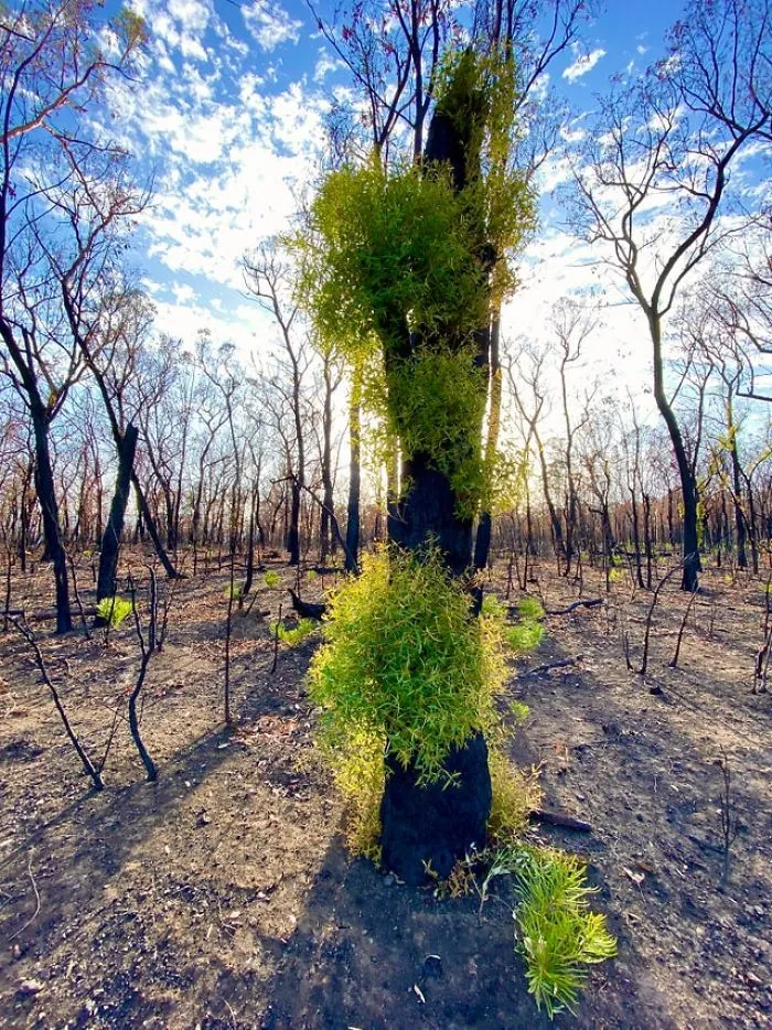 Life Is Slowly Returning To Scorched Australian Lands And Here Are 30 Hopeful Photos