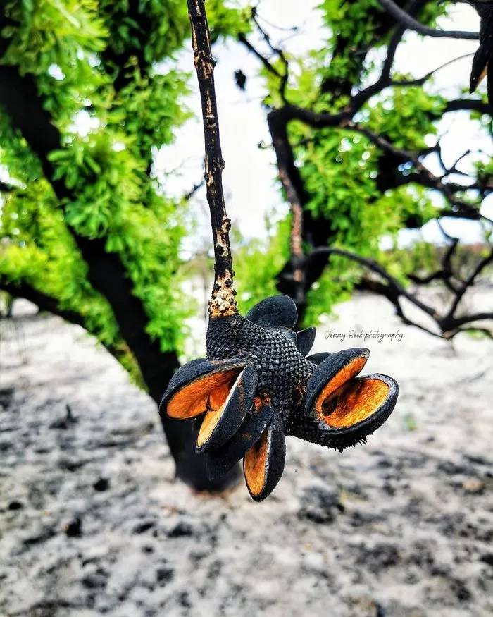 Life Is Slowly Returning To Scorched Australian Lands And Here Are 30 Hopeful Photos