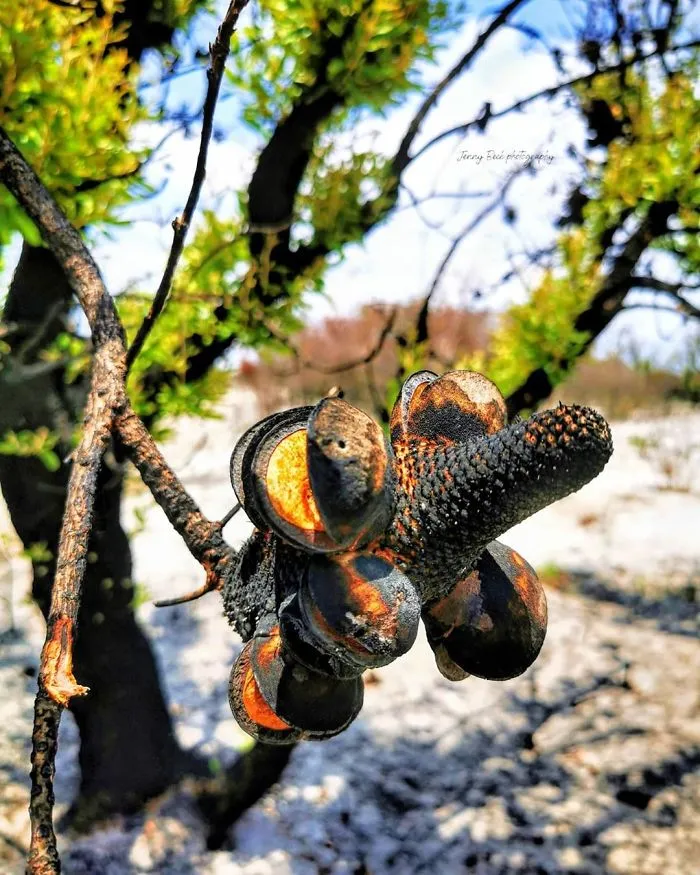 Life Is Slowly Returning To Scorched Australian Lands And Here Are 30 Hopeful Photos
