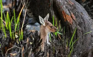 Life Is Slowly Returning To Scorched Australian Lands And Here Are 30 Hopeful Photos