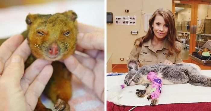 Since Half A Billion Animals Were Potentially Lost In Australian Bushfires, The Irwin Family Stepped In And Already Helped Over 90,000 Animals