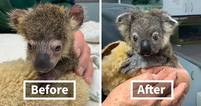 Dog Saves A Koala Joey From The Bushfires And He Makes A Stunning Recovery