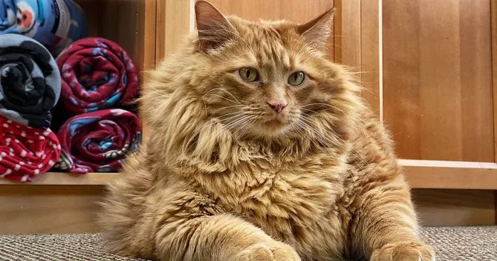Meet Bazooka, An Overfed And Obese Cat Whose Life Changed Once He Met This Marathon Runner