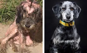 Guy Shares 28 Incredible Before & After Rescue Dog Transformations, Shows What Love Can Do