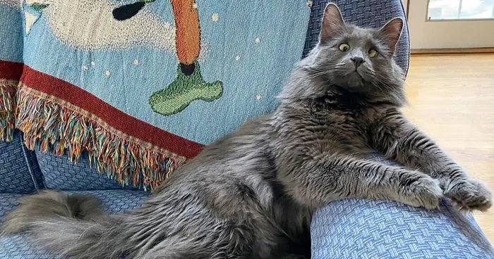 Meet Belarus, An Adorable Cross-Eyed Kitten That's Stealing Everyone's Hearts