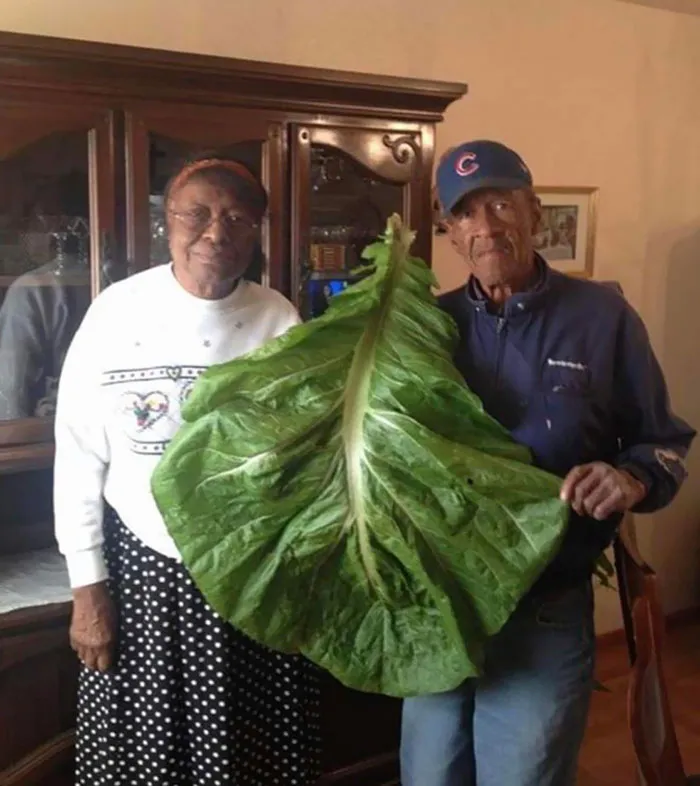 Unidad absoluta de berza