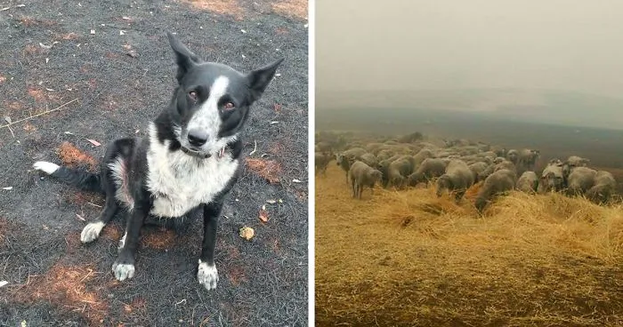 Dog Saves Flock Of Sheep From Australia’s Raging Bushfires