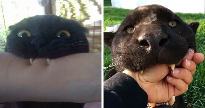 Someone Notices That Panthers Are Just XXXL Sized Black Cats, Compares Them In 16 Photos