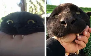 Someone Notices That Panthers Are Just XXXL Sized Black Cats, Compares Them In 16 Photos