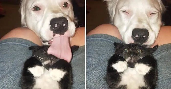 This Adorable Blind And Deaf Dog Comforts Every Foster Pet That His Owner Brings Home And It's Wholesome