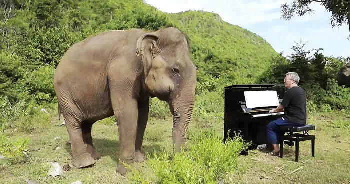 Blind Elephant Starts To Dance Once She Hears The Pianist Playing To Comfort Her