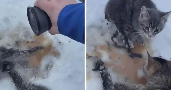 This Man Used His Warm Coffee To Rescue 3 Kittens That Were Frozen To The Ground For Hours