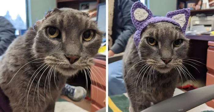 Stray Cat With Crocheted Ears Finally Finds A Forever Home