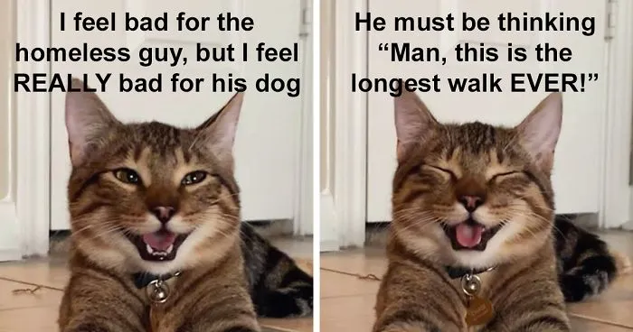 Owner Uploads Photos Of Their Laughing Cat, And It Becomes The New 'Dad Joke' Meme (21 Pics)