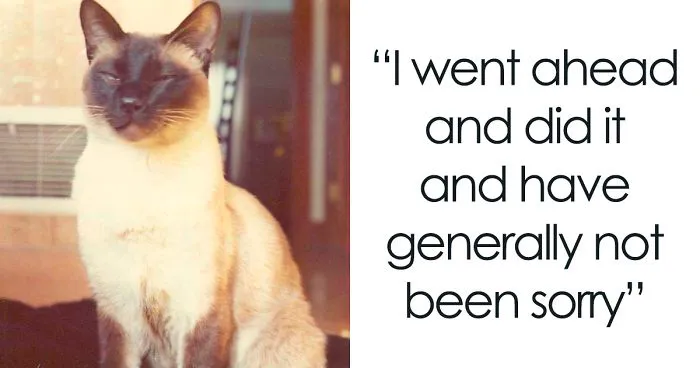 In 1975, This Cat Became A Co-Author Of An Academic Physics Paper On Atomic Behavior At Different Temperatures