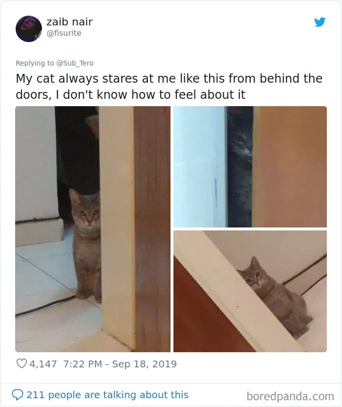 30 Weirdo Cats Get Exposed By Their Owners In A Funny Thread