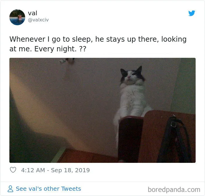 30 Weirdo Cats Get Exposed By Their Owners In A Funny Thread