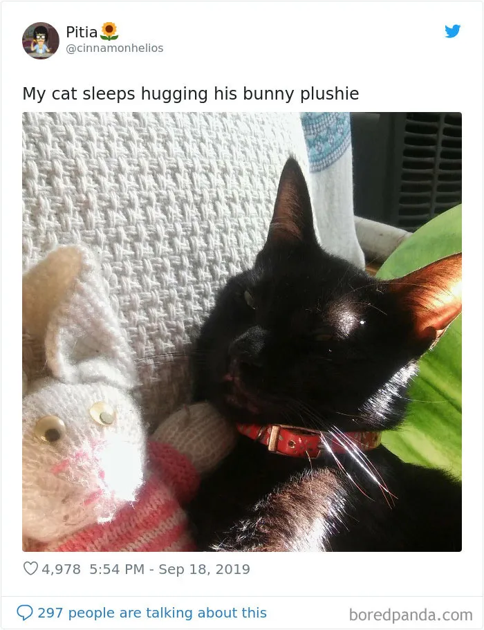 30 Weirdo Cats Get Exposed By Their Owners In A Funny Thread