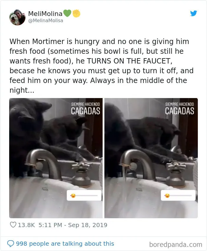 30 Weirdo Cats Get Exposed By Their Owners In A Funny Thread