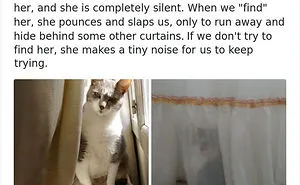 30 Weirdo Cats Get Exposed By Their Owners In A Funny Thread