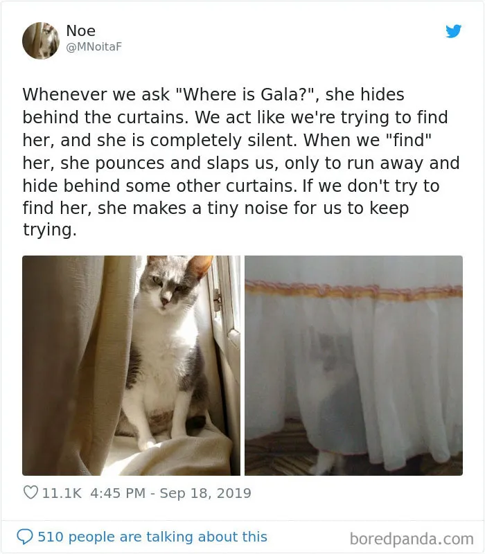 30 Weirdo Cats Get Exposed By Their Owners In A Funny Thread
